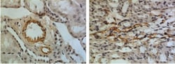 IGFBP-5 Antibody (RM0097-12C23) - Azide and BSA Free, Novus Biologicals:Antibodies:Primary